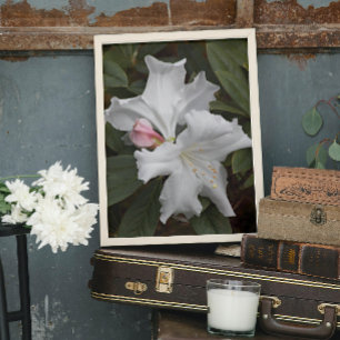 Pôster Sangue de rododendron branco Foto brilhante