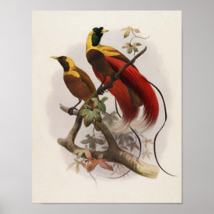 Pôster Sanguinea de Elliot - de Paradisea - pássaro de