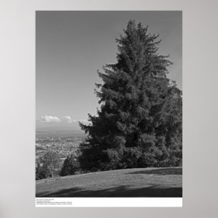 Pôster Santa Cruz from Campus, April 1967