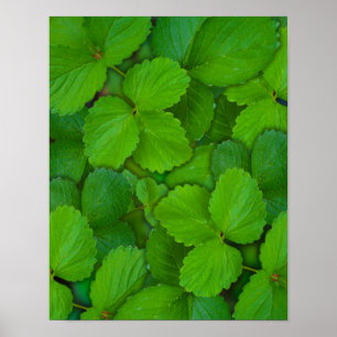 Pôster Santo Basil Tulsi Green Mint Folhas