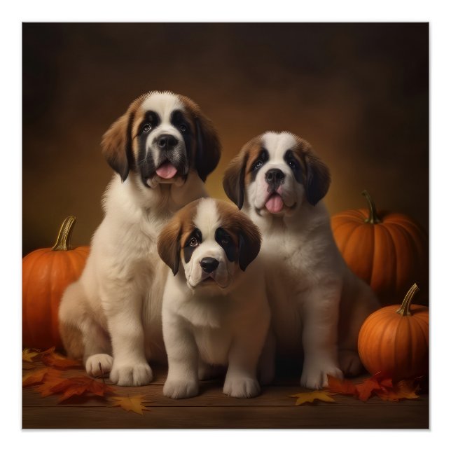 Pôster Santo Bernard Puppy Autumn Delight Pumpkin (Frente)