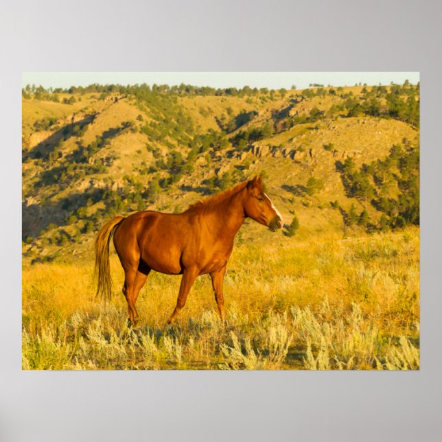 Poster Santuário de Cavalos Selvagens. (Frente)