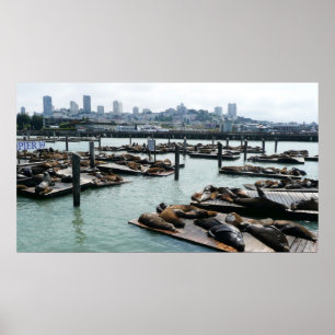 Poster São Francisco e Pier 39 Sea Lions City Skyline