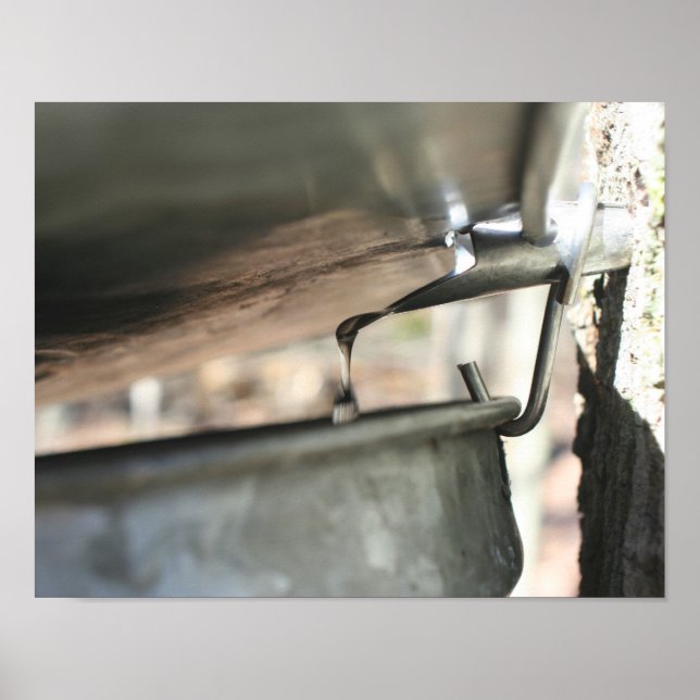 Poster Sap De Açúcar Mapeado Da Natureza Da Árvore (Frente)