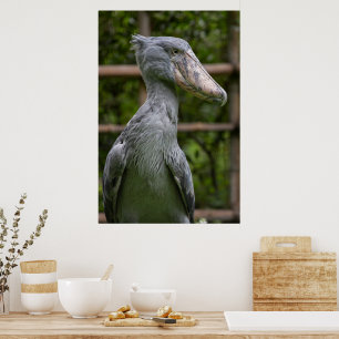 Poster Sapato (Balaeniceps rex)