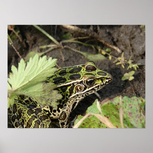 Pôster Sapo (Frente)