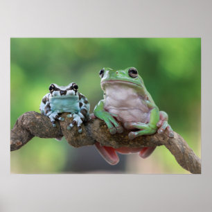 Poster sapo