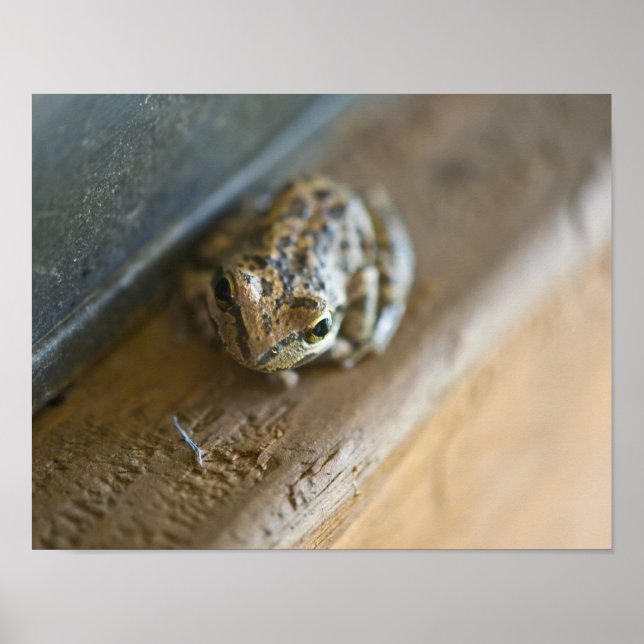 Poster sapo (Frente)