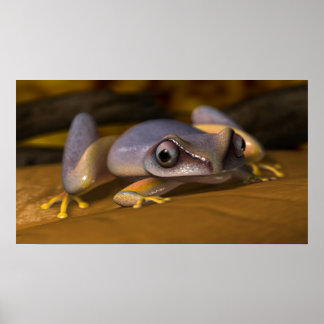 Poster Sapo