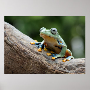 Poster sapo