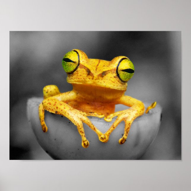 Poster Sapo amarelo (Frente)