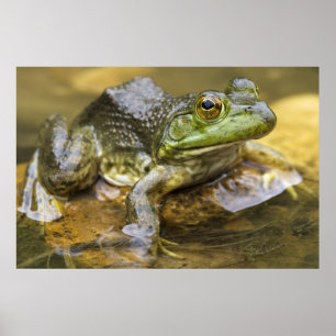 Poster Sapo ao longo do rio do búfalo, milha 126 no