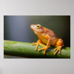 Poster Sapo Argus Reed em uma ramificação