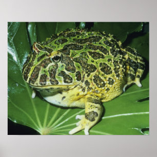 Poster Sapo Cornudo Ornado, (Ceratophrys ornata),