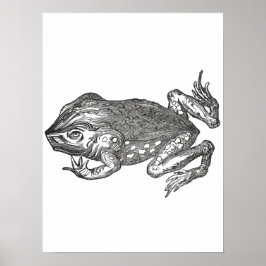 Poster Sapo-cururu