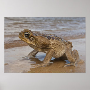 Poster Sapo-cururu Rhinella marina, anteriormente Bufo