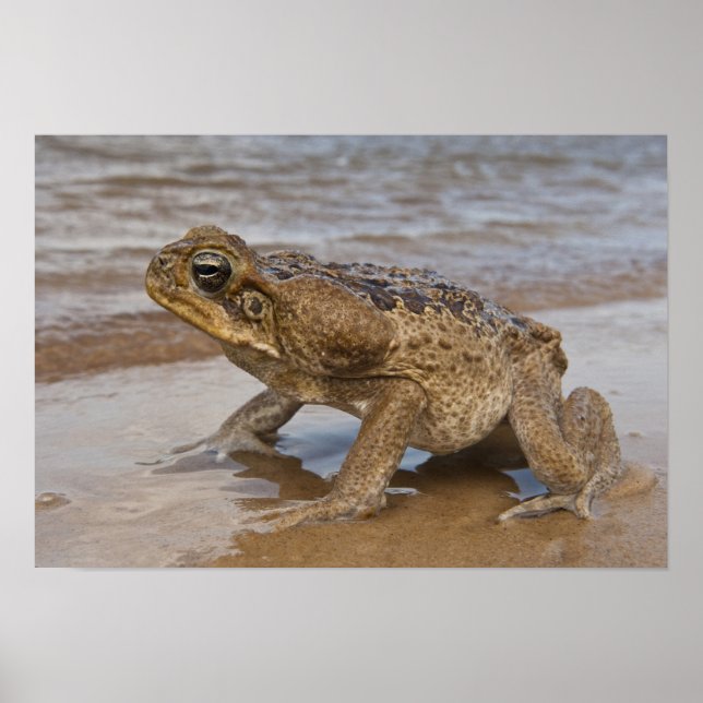 Poster Sapo-cururu Rhinella marina, anteriormente Bufo (Frente)