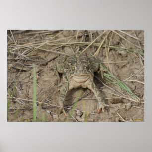 Pôster Sapo da pradaria R10