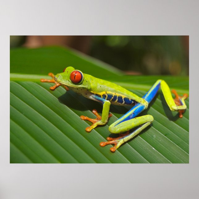 Pôster Sapo de árvore (Frente)
