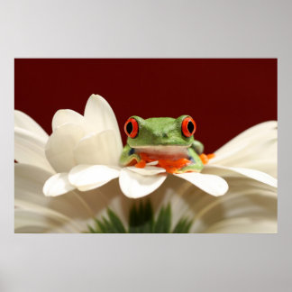 Pôster sapo de árvore de olhos vermelhos