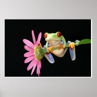 Pôster sapo de árvore de olhos vermelhos