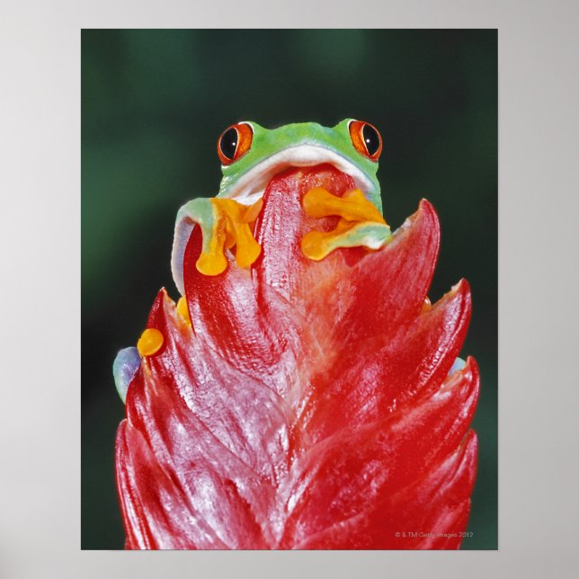 Poster Sapo de árvore de olhos vermelhos na folha (Frente)