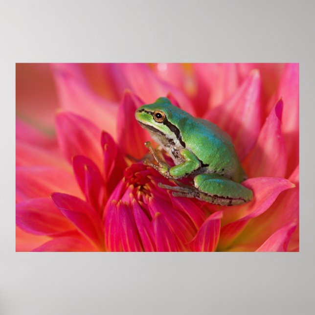 Pôster Sapo de árvore do Pacífico em flores em nosso jard (Frente)