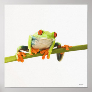 Pôster Sapo de árvore na haste