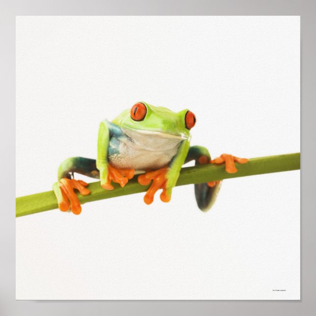 Pôster Sapo de árvore no tronco (Frente)