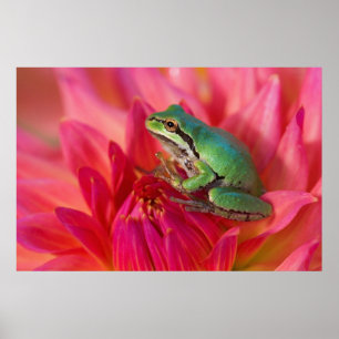 Pôster Sapo de árvore pacífico nas flores em nosso