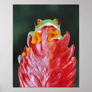 Poster Sapo de árvore Vermelho-Eyed na folha