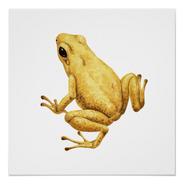 Pôster Sapo de dardo venenoso (Frente)