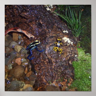 Poster Sapo de dardos venenosos