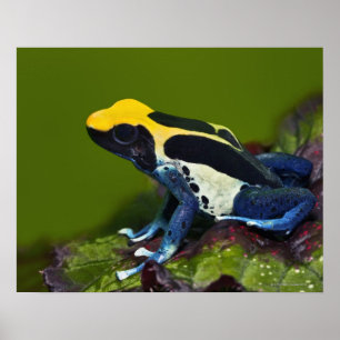 Pôster Sapo de Dart Cobalto, Dendrobates