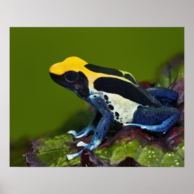 Pôster Sapo de Dart Cobalto, Dendrobates (Frente)