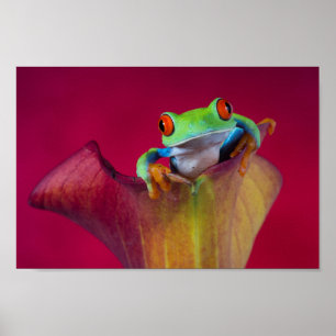 Poster Sapo de olhos vermelhos em flor vermelha