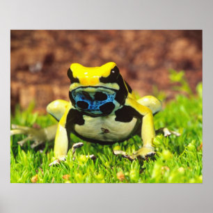 Pôster Sapo de tingidura do veneno, tinctorius de