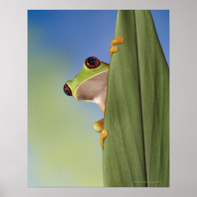 Poster Sapo de Tre de Olhos Vermelhos Purgando de Trás de (Frente)