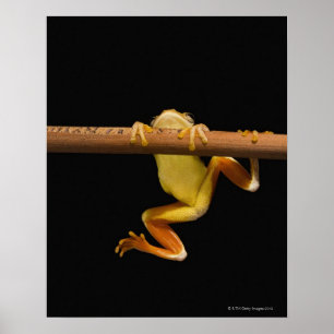 Poster Sapo do pântano (Limnonectes Leytensis)