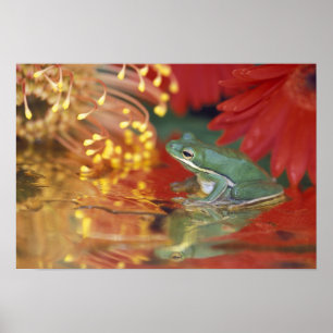 Pôster Sapo e reflexões entre as flores. Crédito como: