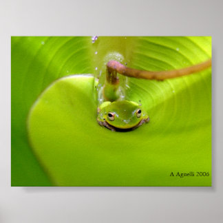 Poster Sapo escondido numa folha de Banana