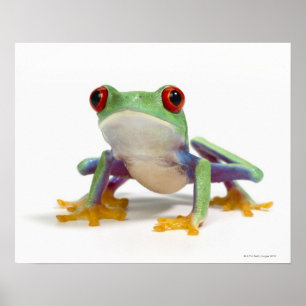 Poster Sapo fêmea 2