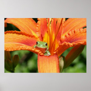 Poster Sapo-Flor