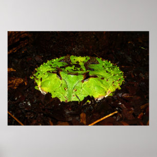 Pôster Sapo Horned Ceratophrys Cornuta de Surinam