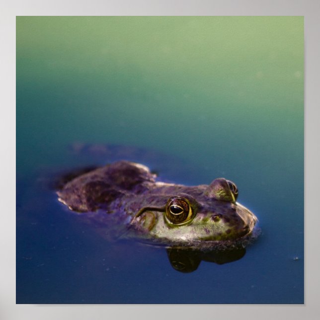 Poster Sapo nos olhos dos Sapos verdes de água (Frente)