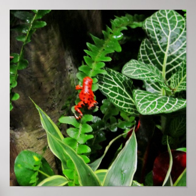 Poster Sapo Red Dart (Frente)