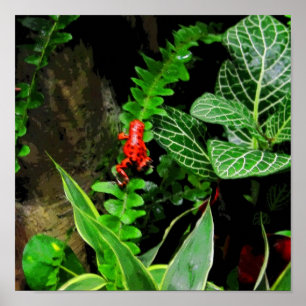 Pôster Sapo Red Dart CB