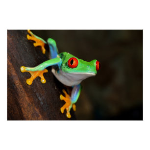 Pôster Sapo Tropical Vermelho - Agalychnis Callidryas