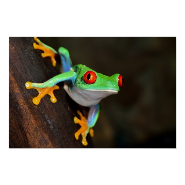 Pôster Sapo Tropical Vermelho - Agalychnis Callidryas (Frente)
