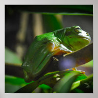 Sapo verde da árvore